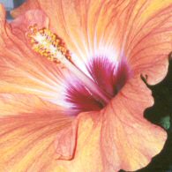 Portfolio 1